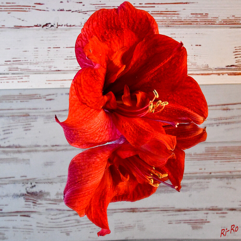 Im Spiegel
die Amaryllis ist im Gegensatz zu vielen anderen Zimmerpflanzen eine Zwiebelpflanze u. damit hat sie Ähnlichkeiten mit unseren Schneeglöckchen, Krokussen oder auch den Herbstzeitlosen. (gartenlexikon)
