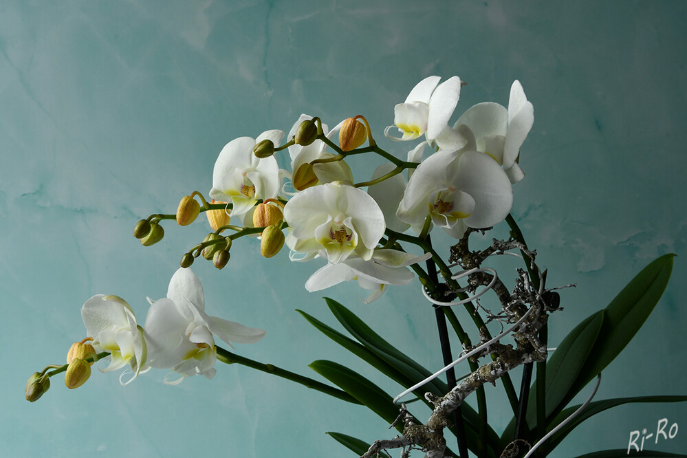 Blütenmeer
erstmals erwähnt wurden Phalaenopsis um 1704, die ersten künstlichen Hybriden wurden ca. 1866 in Chelsea bei London gezüchtet. (biologische.seite.)
