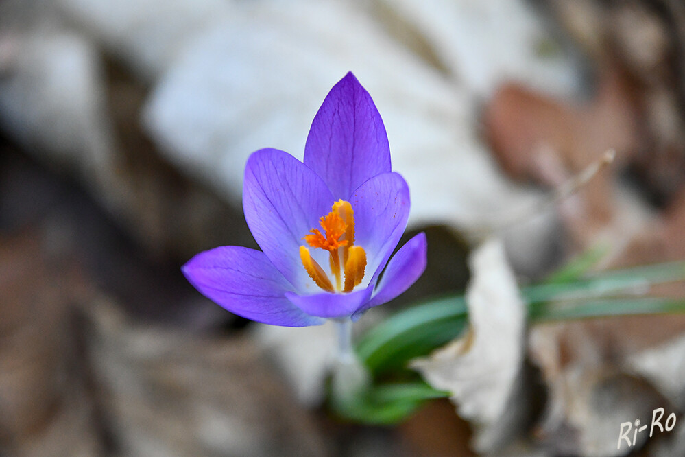   Krokus im typischen Violett
sind resistent gegen Kälteeinbrüche. Sie werden  in zwei Sorten unterschieden: den frühlingsblühenden u. den herbstblühenden Krokussen. (pflanzen-Steckbrief)
