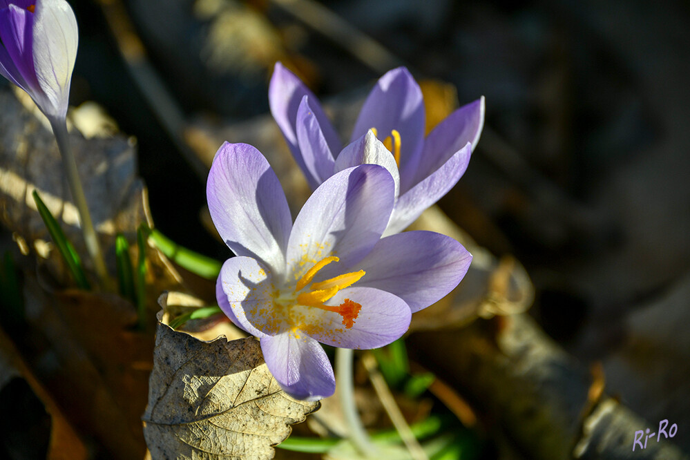 Krokus
öffnet u. schließt seine Blüte je nach Temperatur. Er wächst gut an Gräben u. auf Wiesen. Für Tiere kann das Gift der Pflanze lebensgefährlich sein. (pflanzen-Steckbrief)
