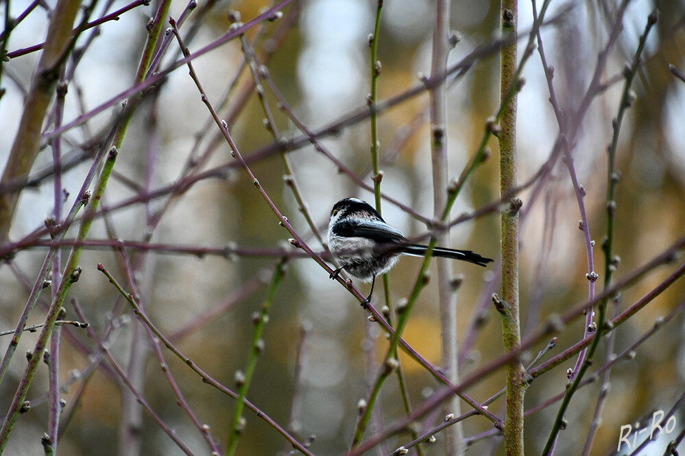 Schwanzmeise  
sie gehört zu den kleinsten Vogelarten. Durch den langen Schwanz sowie das aufgeplusterte Gefieder erscheint sie größer. (voegel-im-garten)

 
