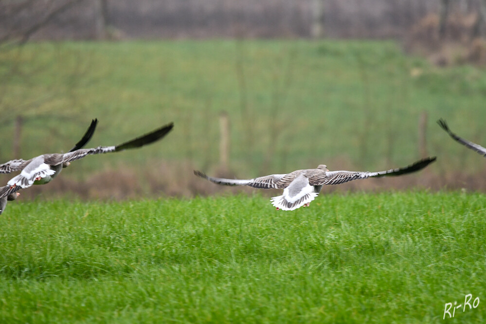 Abflug
die Graugans ist die größte Gans in der Gruppe der grauen Gänse. Sie hat eine grau u. weiß gefleckte Federtracht, einen orangenen Schnabel u. hellrote Beine. (deerhunter.eu)
