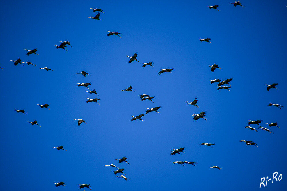 Kraniche kehren zurück
sie fliegen auf Sicht u. orientieren sich sehr gerne an Flusstälern u. Bergrücken. Die Tiere wollen möglichst früh in den Brutgebieten an ihren angestammten Plätzen sein. (swr.de)
