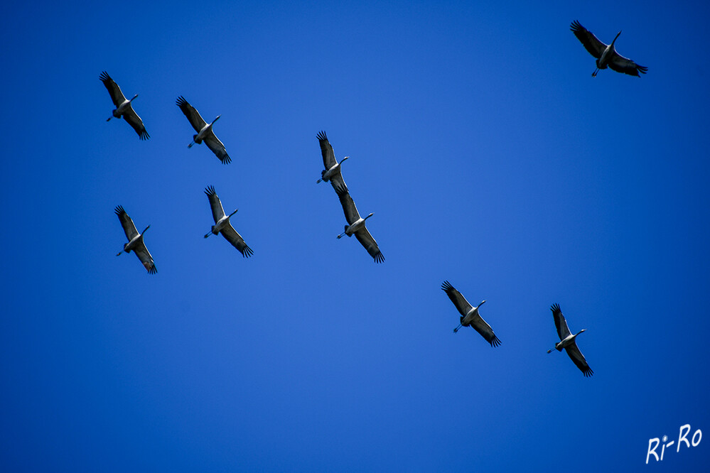 Anflug
Kraniche sind faszinierende u. anmutige Tiere. Am Himmel sind die Vögel in 300 bis 400 Metern Höhe mit ihrem grau-schwarzen Gefieder in Keilformationen oder schrägen Reihen zu erkennen. Oft hört man auch ihre lauten Rufe. (swr.de)


