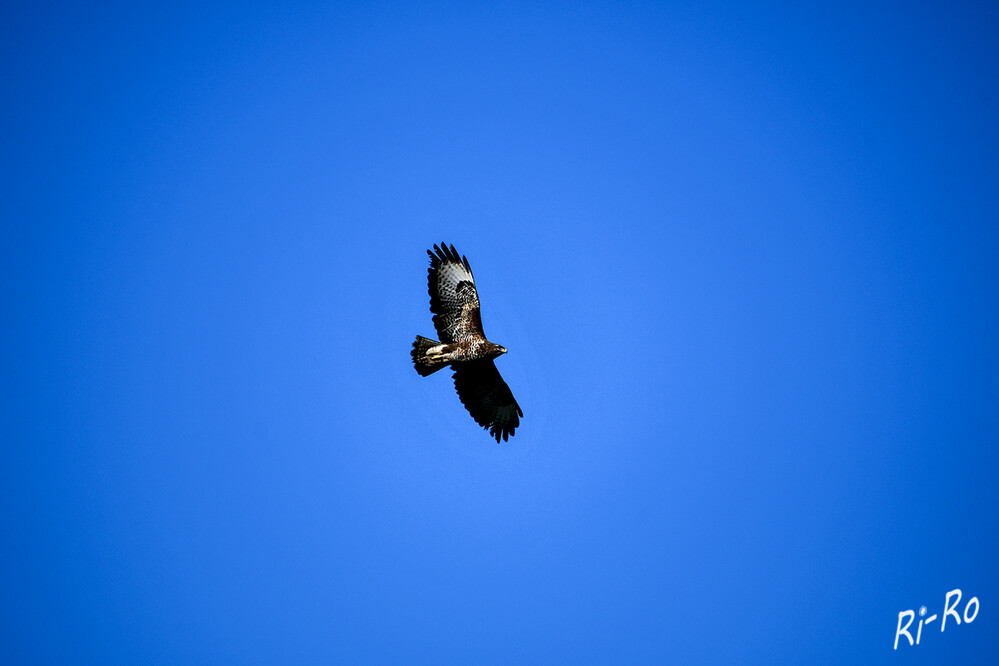 Bussard
ist ein breitflügeliger, kurzschwänziger Schwebeflieger. Sein Gefieder kann je nach Art sehr unterschiedlich gefärbt sein. (wikipedia.org)
