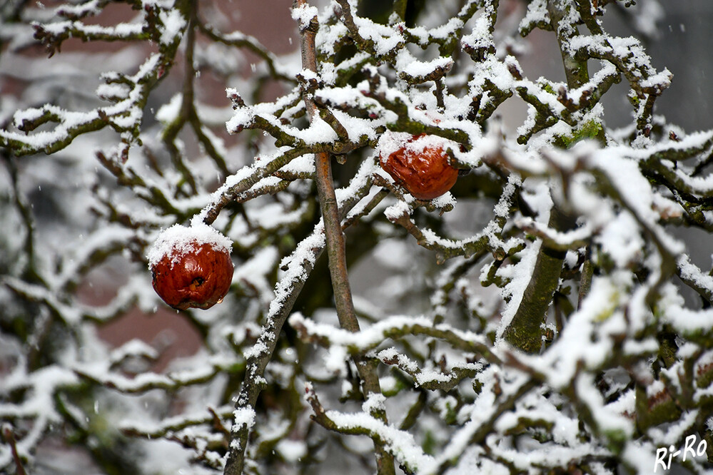 Überstanden
haben diese zwei Äpfel alle Wetterkapriolen in diesem Winter.
