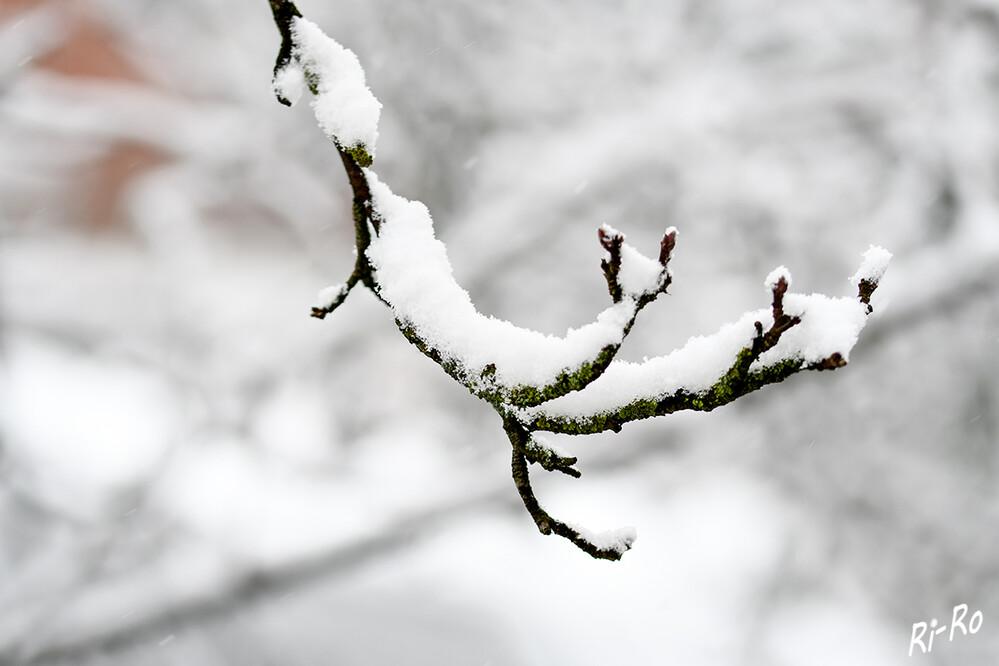 Schneebedeckt
