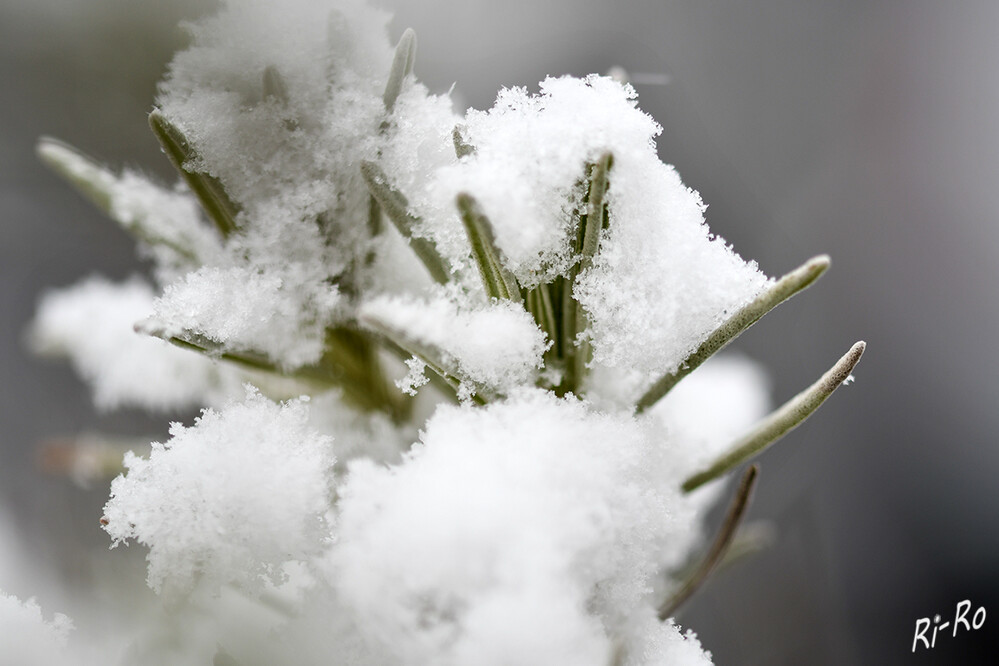 Lavendel mit Schnee
