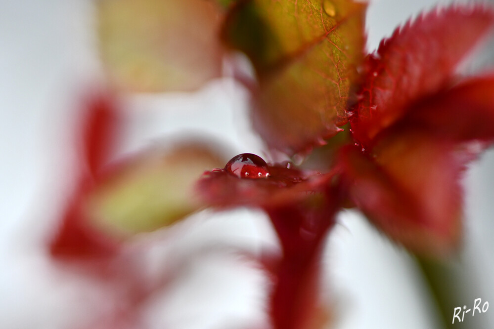 Wassertropfen
