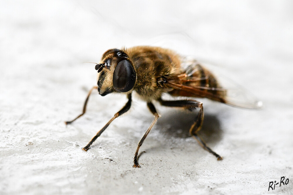 3 - Schwebfliege
sie sind die elegantesten Flugkünstler unter den Insekten. Mit bis zu 300 Flügelschlägen in der Sekunde können sie kolibrigleich in der Luft stehen. (lt. nabu)

