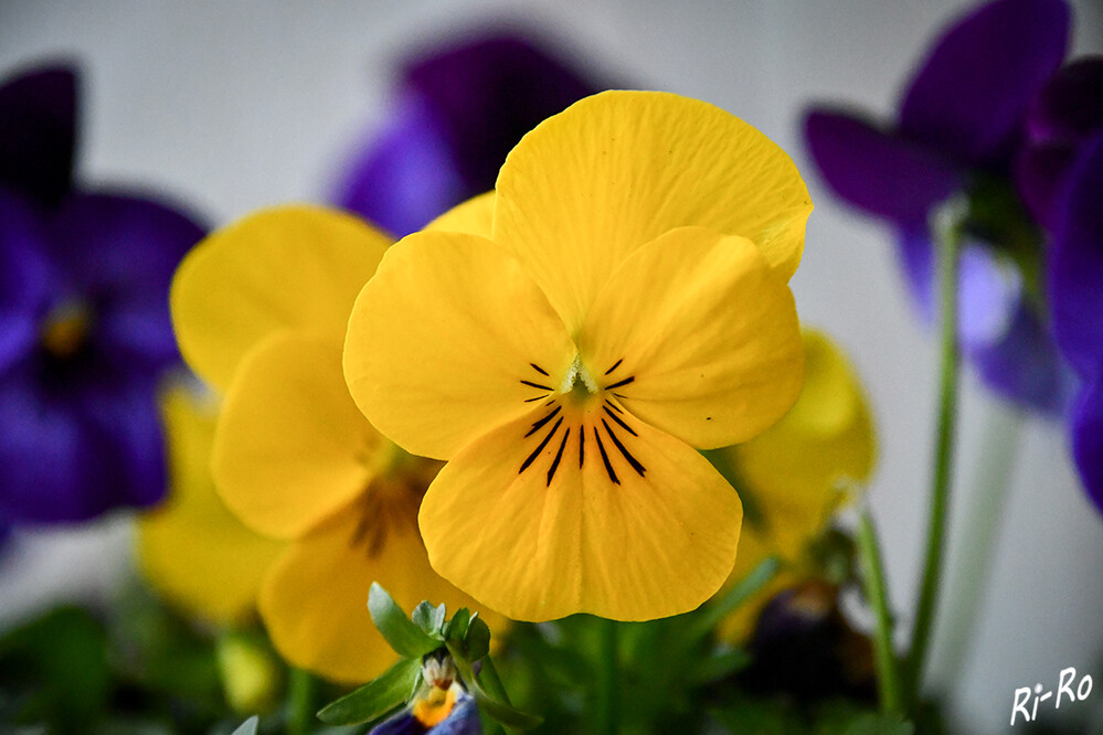 Gelb
die Stiefmütterchen sind zweijährig u. können Ende Januar/Anfang Februar gepflanzt bzw. bis Juli ausgesät werden. Sie blühen von Februar bis Oktober. (gartenjournal)
