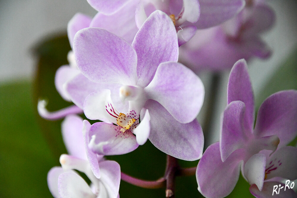 Orchidee
