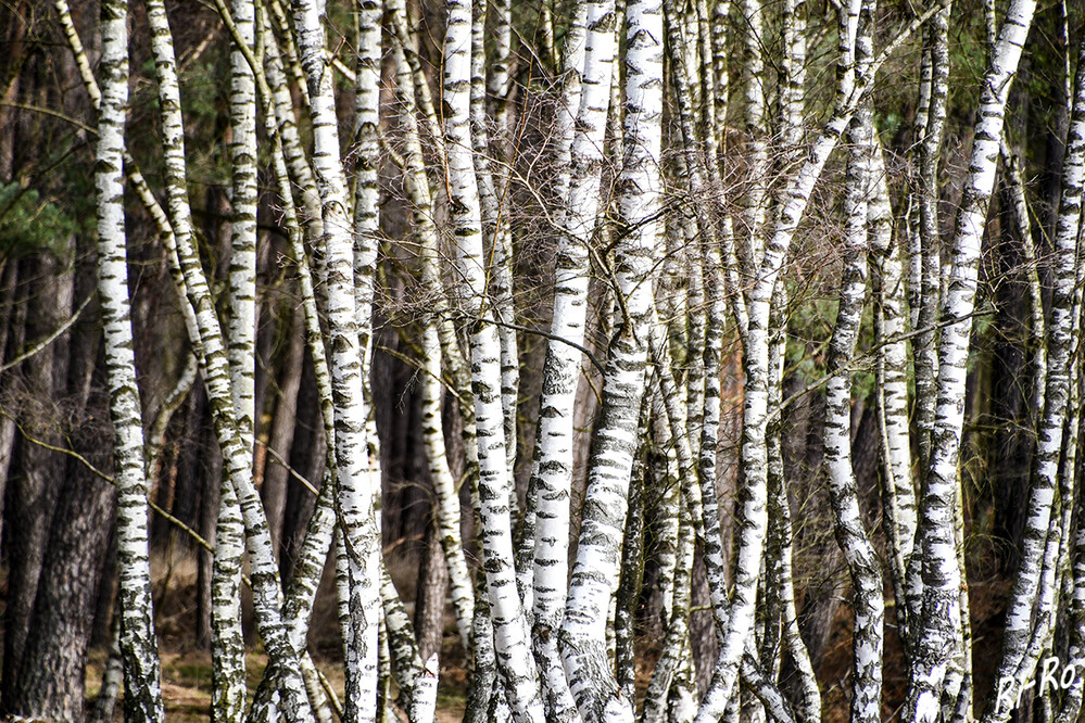   Stämme
Birken-Arten sind laubabwerfende, sommergrüne Bäume oder Sträucher. Sie gehören zu den sehr schnell u. hochwachsenden Gehölzen. (wikipedia.org)
