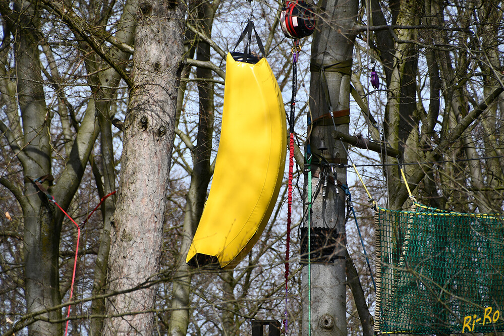 Banane
hängt im naturnahen Kletterwald in Haltern.
