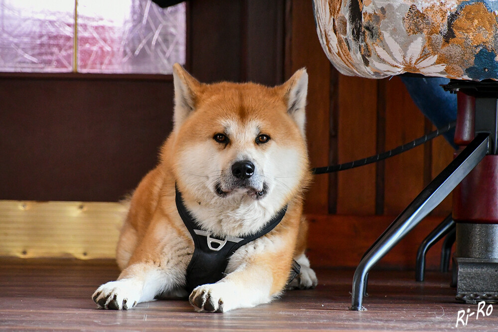 Aufmerksam
mit einer Widerristhöhe von bis zu 70 Zentimetern ist der Akita Inu zweifellos ein großgewachsener Hund. Er verfügt über einen muskulösen u. kräftigen Körperbau. Seine breite Stirn mit Stirnfurche u. die charakteristischen dreieckigen Stehohren strahlen zudem Würde u. Wachsamkeit aus. (zooplus.de)

 
