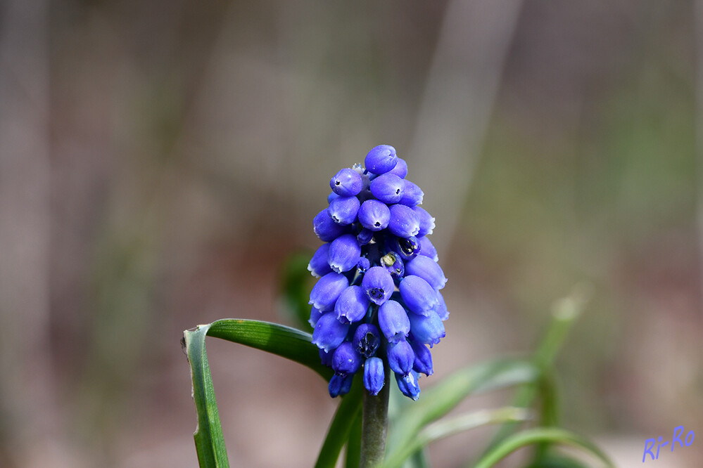 Traubenhyazinthe
auch Perlhyazinthe genannt, sind zarte Frühjahrsblüher u gehören zu den wenigen Pflanzen mit echten blauen Blüten. (schoener wohnen)

 
