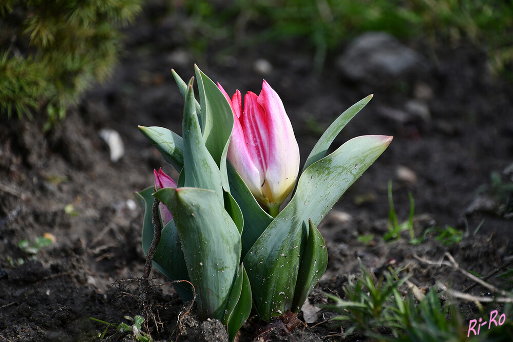 Zwergtulpe
tief im Boden trotzen sie dem Winter. Stolz erheben Tulpen sich ab März, um mit prachtvollen Blüten vom nahenden Frühling zu künden. (gartenjournal)
