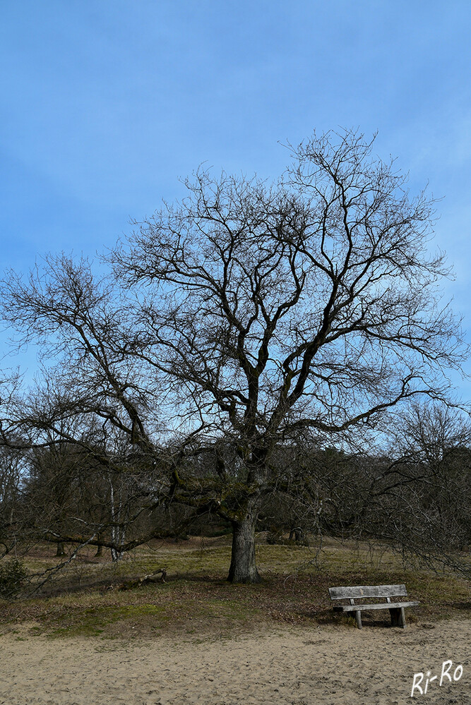  Bank unter dem Baum
der aufmerksame Besucher der Westruper Heide kann neben typischen Arten wie Heidekraut, Binse, Drahtschmiele, Ginster u. Wacholder, einige Kiefern, Holunder, Ebereschen, Birken, auch Eichen entdecken. (nabu).
