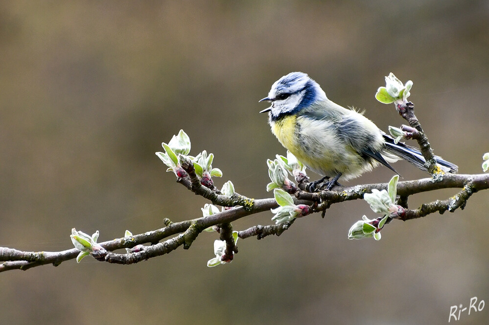 Blaumeisen
sieht man häufig, wenn sie an den äußeren Zweigen von Bäumen nach Insekten suchen. Dabei klettern sie flink u. oft auch kopfüber umher. (nabu)
