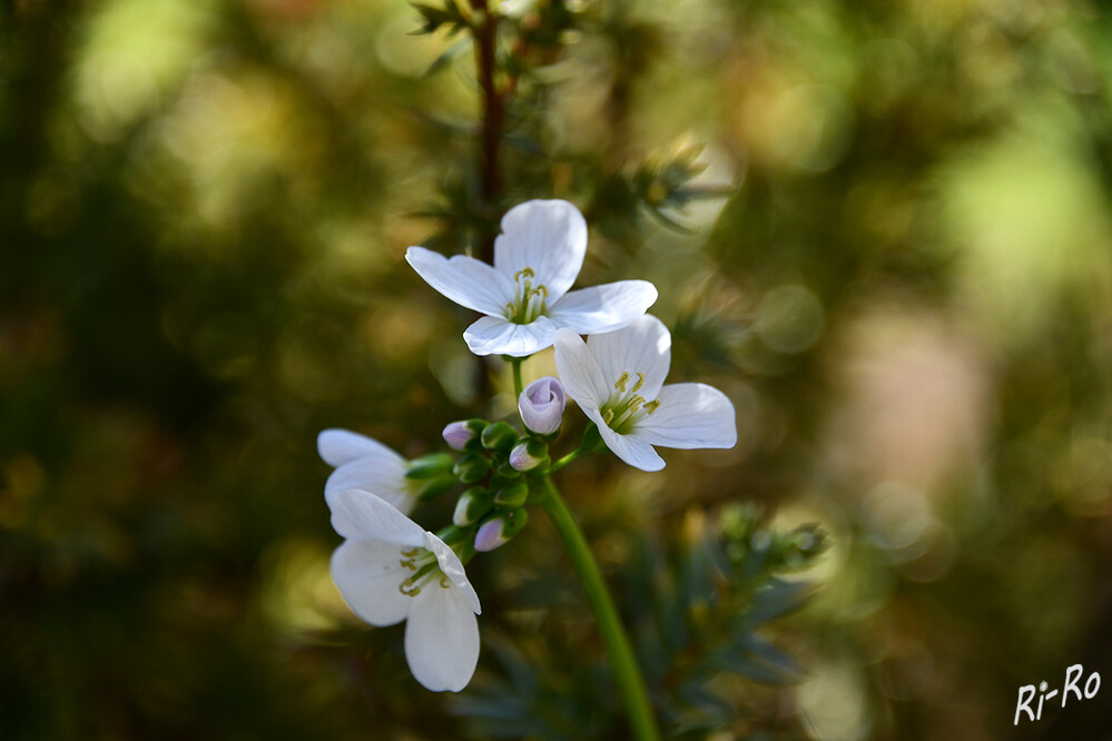 Wiesenschaumkraut
von April bis Juni entwickelt die Pflanze unzählige kleine weiße u. rosafarbene Blüten. Diese sind sehr nektarreich. (nabu).
