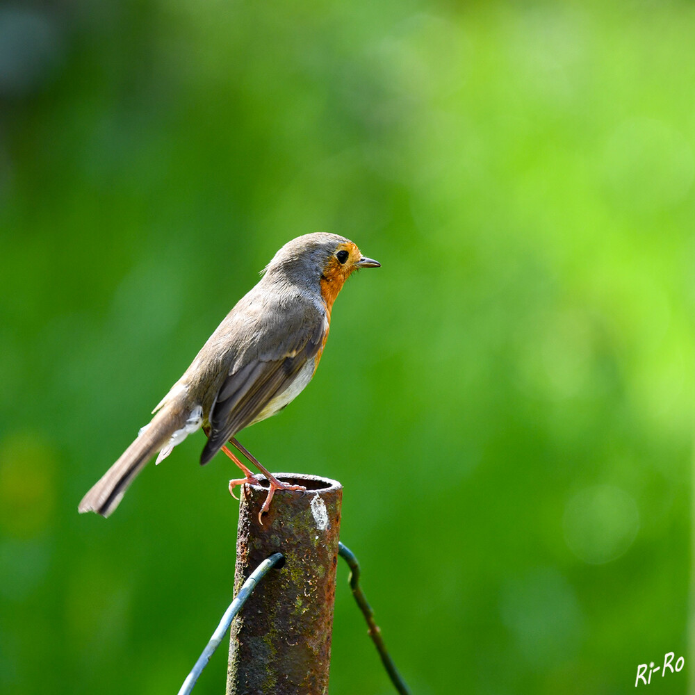 Rotkehlchen
sind schon früh auf den Beinen. Sie beginnen bereits eine Stunde vor Sonnenaufgang zu singen und trällern auch noch nach Sonnenuntergang etwa eine Stunde lang. (tierchenwelt)
