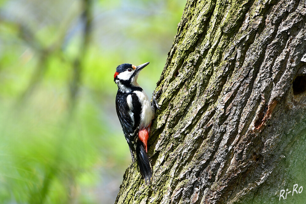 Buntspecht
das Männchen ist am roten Nackenfleck zu erkennen. Der Trommelwirbel am Baum dauert etwa zwei Sekunden, bestehend aus 10 bis 16 Schlägen. (plantura.garden/ nabu)
