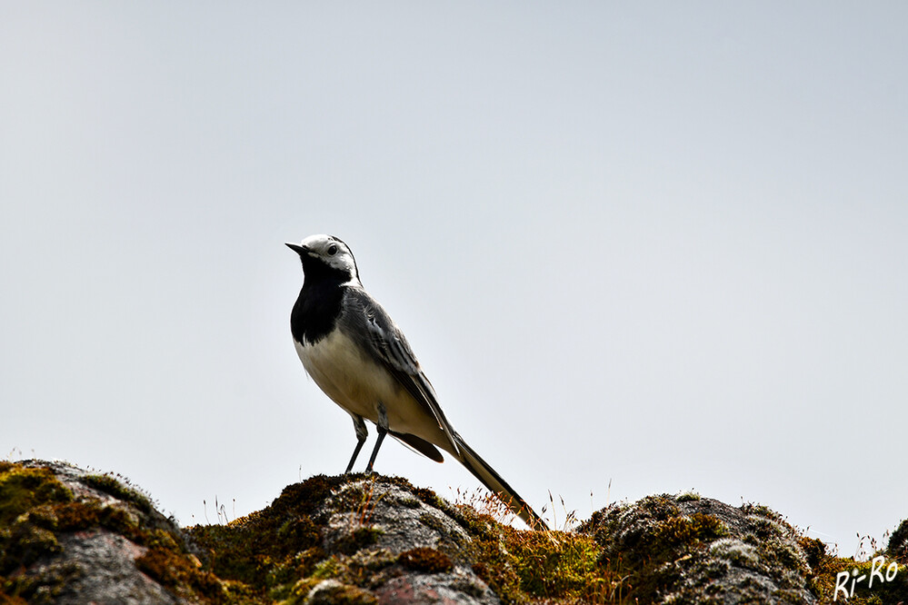 Bachstelze
sie ist ein schlanker, recht hochbeiniger Singvogel mit einem langen Schwanz, der sich beständig in wippender Bewegung befindet. Der Schnabel ist wie Beine u. Füße schwarz, im Schlichtkleid zeigt er eine hornfarbene Basis. (wikipedia)
