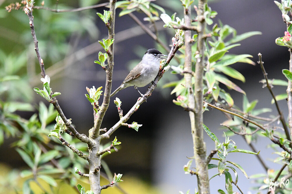 Mönchsgrasmücke
bekannt ist diese für ihren fantastischen Gesang. Dabei imitiert sie auch immer wieder andere Vögel. Sie ist ein Zugvogel, der sein Zugverhalten den Wetterbedingungen angepasst hat. (t-online/vogeltrainer.nabu)
