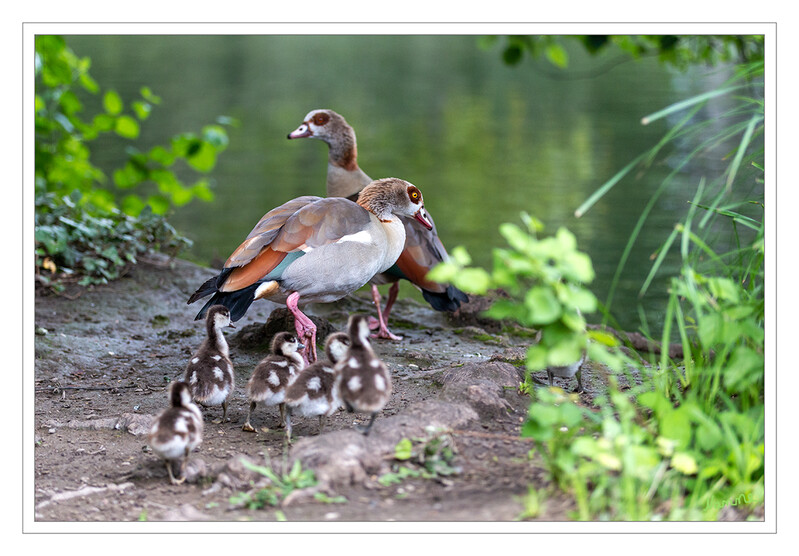 Alles mir nach
Die Nilgans ist nicht wählerisch, sie erobert ganz Deutschland. Ihr Lebensraum befindet sich dort wo etwas Wasser ist, und wenn es die Gräben zwischen Feldern sind. Man sieht die Nilgans in Städten auf Teichen, an Flüssen, an Seen und an Kanälen. laut brodowski-fotografie
Schlüsselwörter: Düsseldorf; Volksgarten; Nilgans