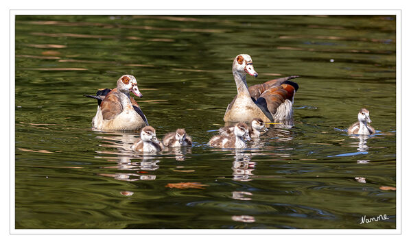 Nilgansfamilie
Die Nilgans ist der einzige rezente Vertreter ihrer Gattung und wird heute meist den Halbgänsen zugerechnet. Sie ist afrikanischen Ursprungs und lebt an nahrungsreichen subtropischen Binnenseen und Flüssen. Sie gilt als der häufigste afrotropische Entenvogel. laut Wikipedia
Schlüsselwörter: Nilgans