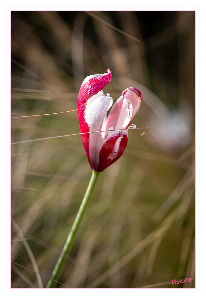 Rot-Weiß
Die Tulpen bilden eine Pflanzengattung in der Familie der Liliengewächse. Die etwa 150 Arten sind in Nordafrika und über Europa bis Zentralasien verbreitet. Zahlreiche Hybriden werden als Zierpflanzen in Parks und Gärten sowie als Schnittblumen verwendet. laut Wikipedia
Schlüsselwörter: 2024