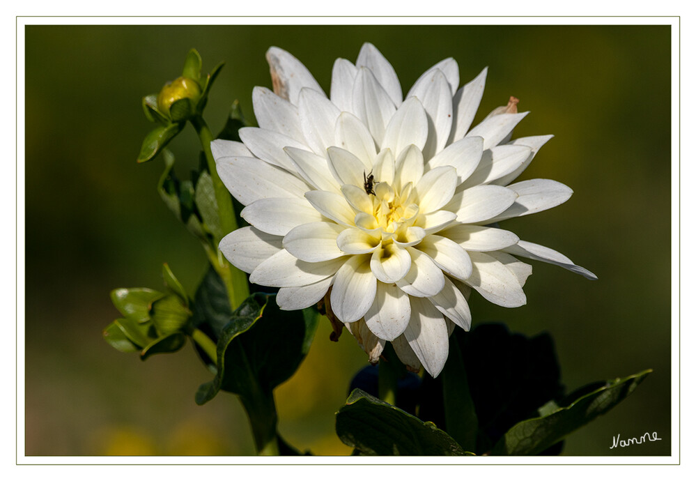 Dahlie
In Mittel-Europa blühen Dahlien vom Sommer bis in den Herbst, sind aber nicht winterhart, sodass die Knollen im Haus überwintert werden müssen. Da Dahlien frostempfindlich sind, können sie nicht im Freiland überwintern. Die ausgegrabenen Knollen sollten in einem mäßig feuchten Keller bei einer Temperatur von fünf bis zehn Grad lagern. Bei wärmeren Temperaturen beginnen sie auszutreiben. laut Wikipedia
Schlüsselwörter: 2022