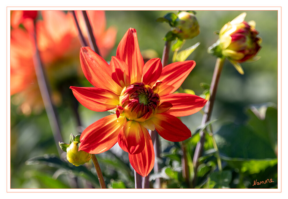 Dahlie
Dahlien-Arten sind ausdauernde krautige Pflanzen, die am Stängelgrund manchmal etwas verholzen, selten kletternde Epiphyten (Dahlia macdougallii). Sie bilden Knollen oder knollig verdickten Rhizome als Überdauerungsorgane, wie die Yacon. laut Wikipedia
