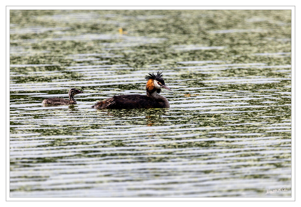 Haubentaucher mit Küken
Das Schlüpfen der Küken erfolgt nicht synchron, sondern in der Regel mit einem Abstand von einem Tag. Die Küken sind Nestflüchter und können sofort selbst schwimmen und nach sechs Wochen tauchen. In den ersten zwei bis zehn Wochen werden sie jedoch hauptsächlich von den Altvögeln auf dem Rücken im Gefieder versteckt getragen und sogar beim Tauchen mit unter Wasser genommen. Schwimmen sie selbständig, halten sie sich in der ersten Lebenswoche in einem Umkreis von 50 bis 100 Meter vom Nest auf. laut Wikipedi
