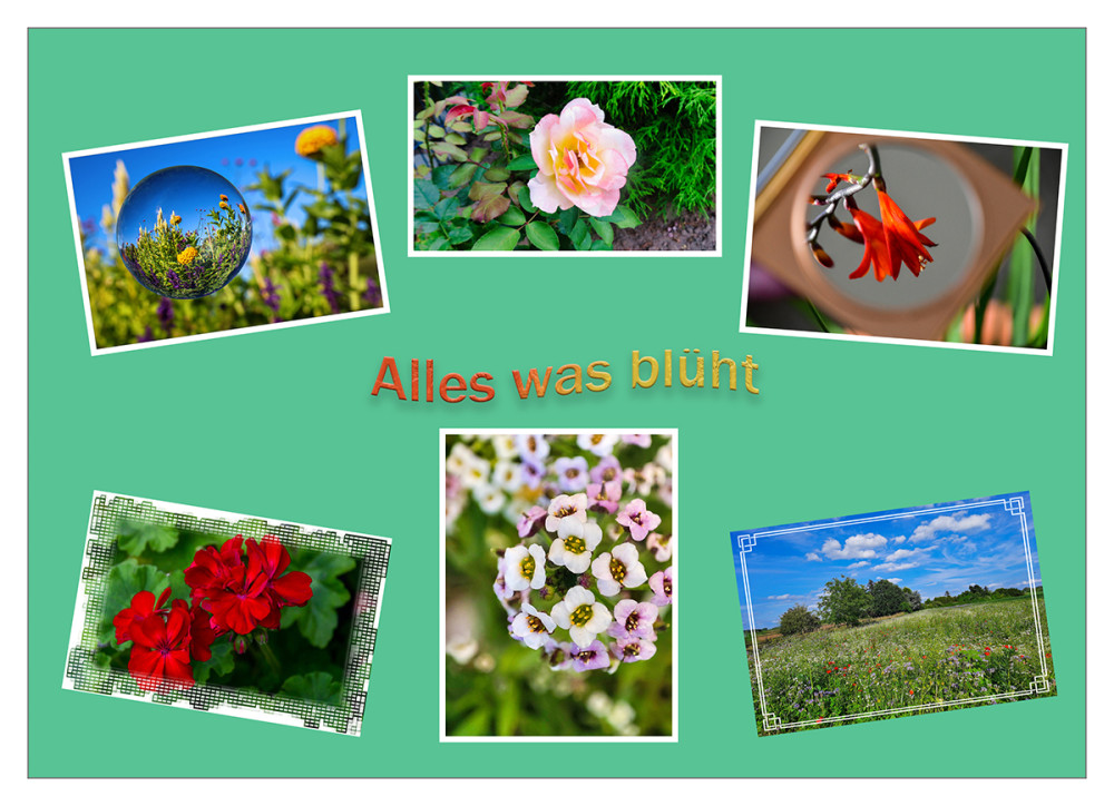Alles was blüht im August
Schlüsselwörter: 2026