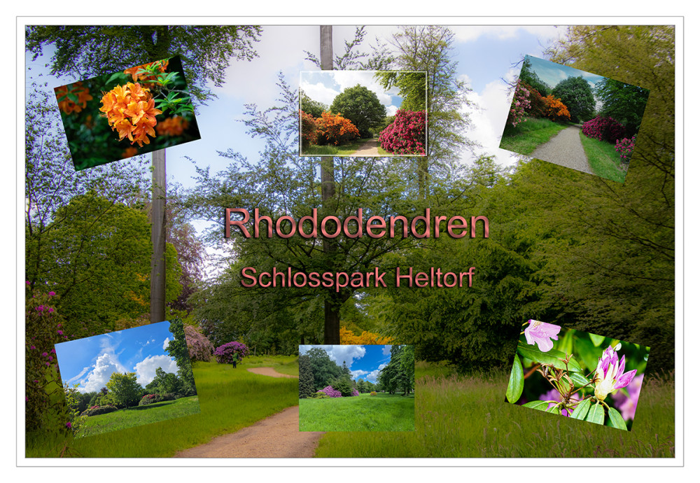 Rhododendren im Schlosspark Heltorf
Der Schlosspark ist als englischer Waldpark angelegt, im Zentrum liegt der Schlossweiher. Die Idee der Anlage des Gartens im englischen Stil stammt von dem französischen Abbé Biarelle aus dem Jahr 1796. Ausgeführt wurde sie von Maximilian Weyhe 1803. Besonderheiten sind seinerzeit exotische Gehölze, etwa die sehenswerte zweitälteste Rhododendronanpflanzung Deutschlands. lt. Wikipedia
Schlüsselwörter: 2026