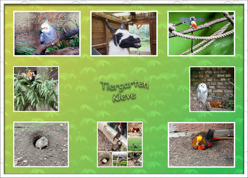 Tiergarten Kleve
ist ein Zoo in Kleve. Er beherbergt etwa 350 Tiere mit dem Schwerpunkt auf zumeist alten, bedrohten Haustierrassen. Im Rahmen des Europäischen Erhaltungszuchtprogramms hält er auch Zweifarbentamarine und Kleine Pandas. Träger ist der Verein Tiergarten Kleve e. V. lt.Wikipedia
Schlüsselwörter: 2025