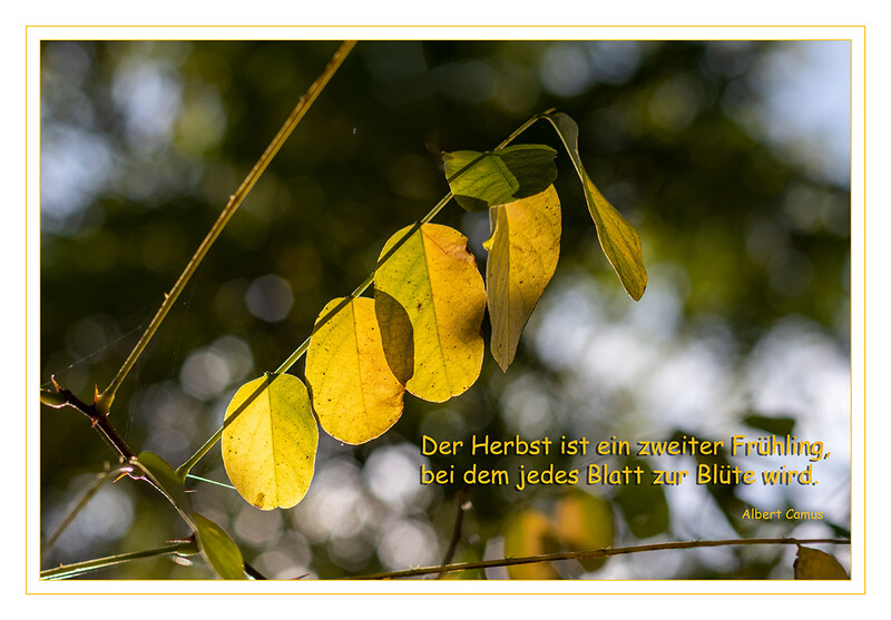 Es wird herbstlich
Schlüsselwörter: Blatt; Blätter