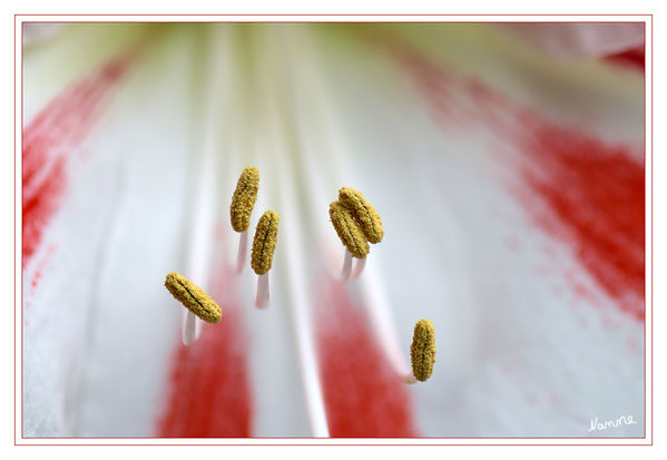 Minimalismus
Detailaufnahme einer Amaryllis
Schlüsselwörter: Amaryllis Staubgefässe Klein