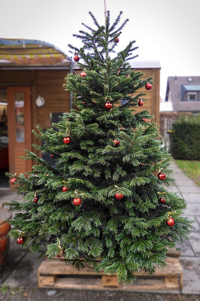 Dezemberfoto "Weihnachtsbaum"
Perla
Schlüsselwörter: 2021