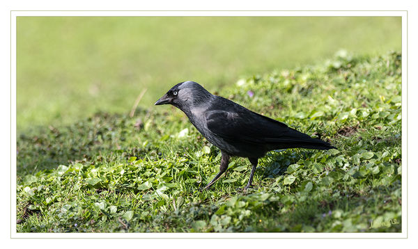 Vorsichtig
Die Dohle (Corvus monedula) ist eine Singvogelart aus der Familie der Rabenvögel (Corvidae). Unter den Raben und Krähen (Corvus) ist sie einer der kleinsten Vertreter. Sie zeichnet sich durch schwarz-graues Gefieder, einen stämmigen Schnabel und hellblaue Augen aus. laut Wikipedia
Schlüsselwörter: Dohle, Vogel