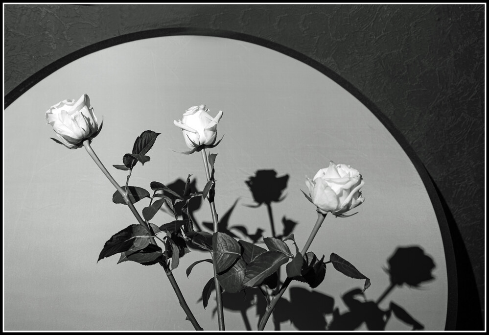 Schwarz / Weiß "Rosen mit Schatten"
Elise
Schlüsselwörter: 2024
