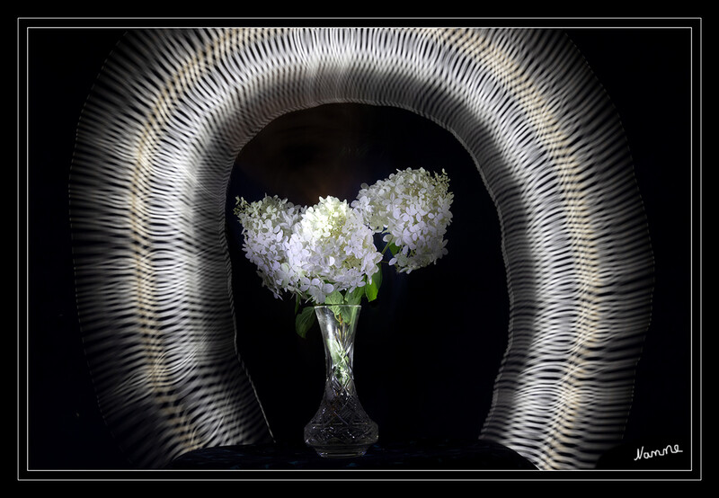Blüten in weiß
Schlüsselwörter: Lichtmalerei; Lightpainting; 2020