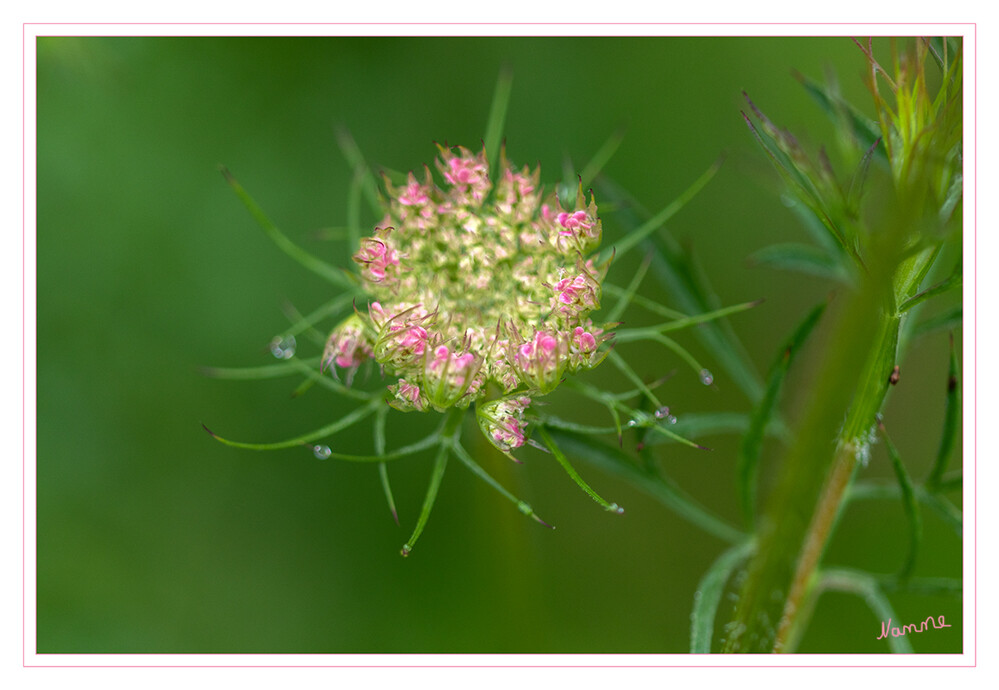 Ein Hauch von Pink
Am Wegrand
