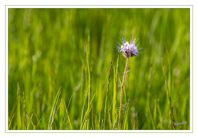 Alone
Schlüsselwörter: Blüte; grün; Gras