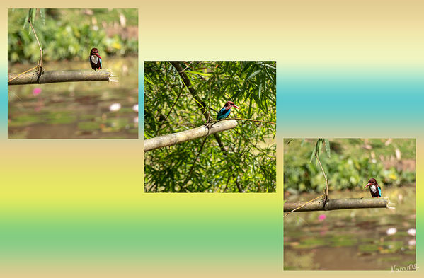 Impressionen aus dem botanischen Garten
Mein erster Eisvogel!
In Sri Lanka ist der Eisvogel an Fliessgewässer und in Feuchtgebieten des Tieflands häufig zu sehen. Er kommt auch im Bergland in Höhen bis zu 2.000 Metern vor. Er ist in hohem Maße von klarem Wasser und natürlichen Bachläufen abhängig, die könnte ein Grund sein, warum die Population in Sri Lanka im Abnehmen begriffen ist, aufgrund zunehmender Wasserverschmutzung und der Ersetzung natürlicher Wasserläufe durch künstliche Kanalleitungen.
Schlüsselwörter: Sri Lanka, Kandy, Botanischer Garten,