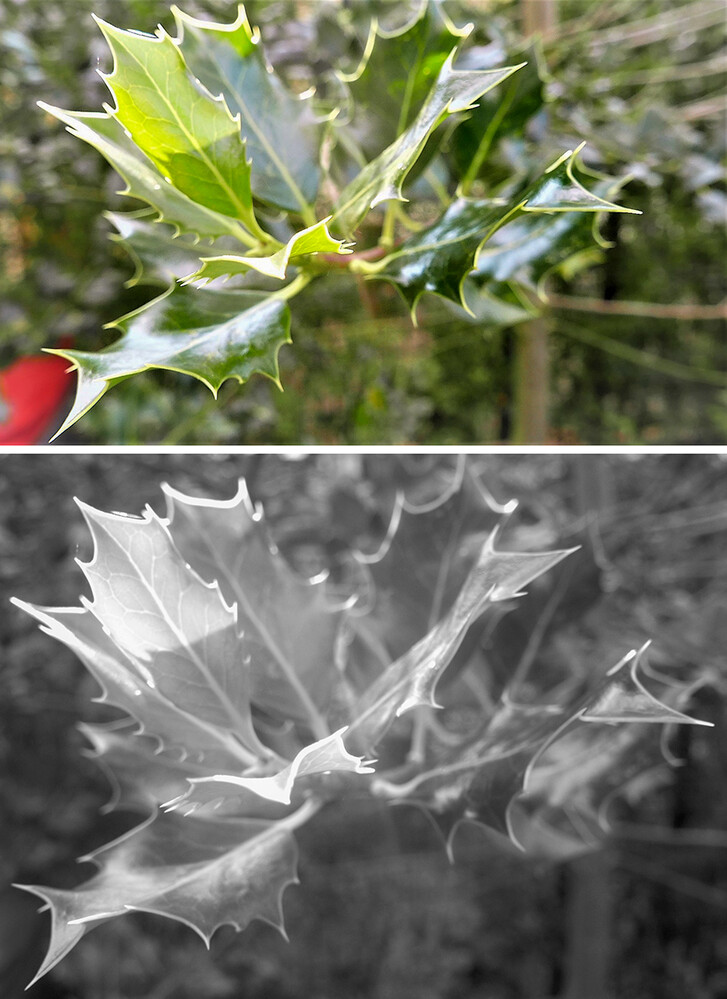 Lichtversuche
Europäische Stechpalme (Ilex aquifolium)
Norbert
