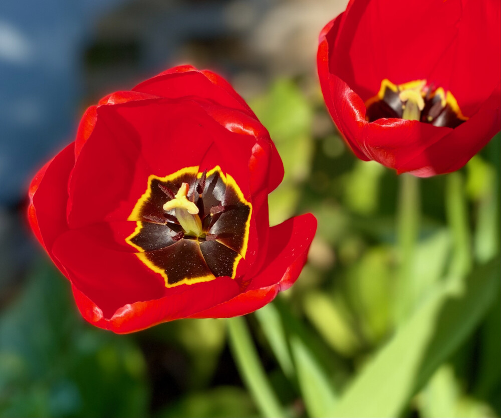 Farbenfroh "Tulpe"
Janine
Schlüsselwörter: 2022