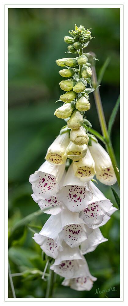 Fingerhut
Die Blüten stehen in endständigen, manchmal verzweigten, traubigen Blütenständen zusammen. laut Wikipedia
Schlüsselwörter: Blume