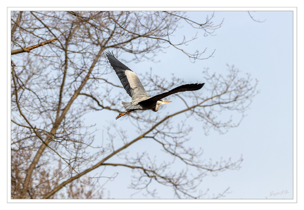 Mach mich auf den Weg
Graureiher fliegen mit langsamen Flügelschlägen und bis auf die Schultern zurückgezogenem Kopf und einem s-förmig gekrümmten Hals. Nur während des Abflugs und bei der Landung ist der Hals vorgestreckt. Während des Fluges ist regelmäßig ein lautes, raues chräik zu hören. laut Wikipedia
Schlüsselwörter: 2021; Fischreiher